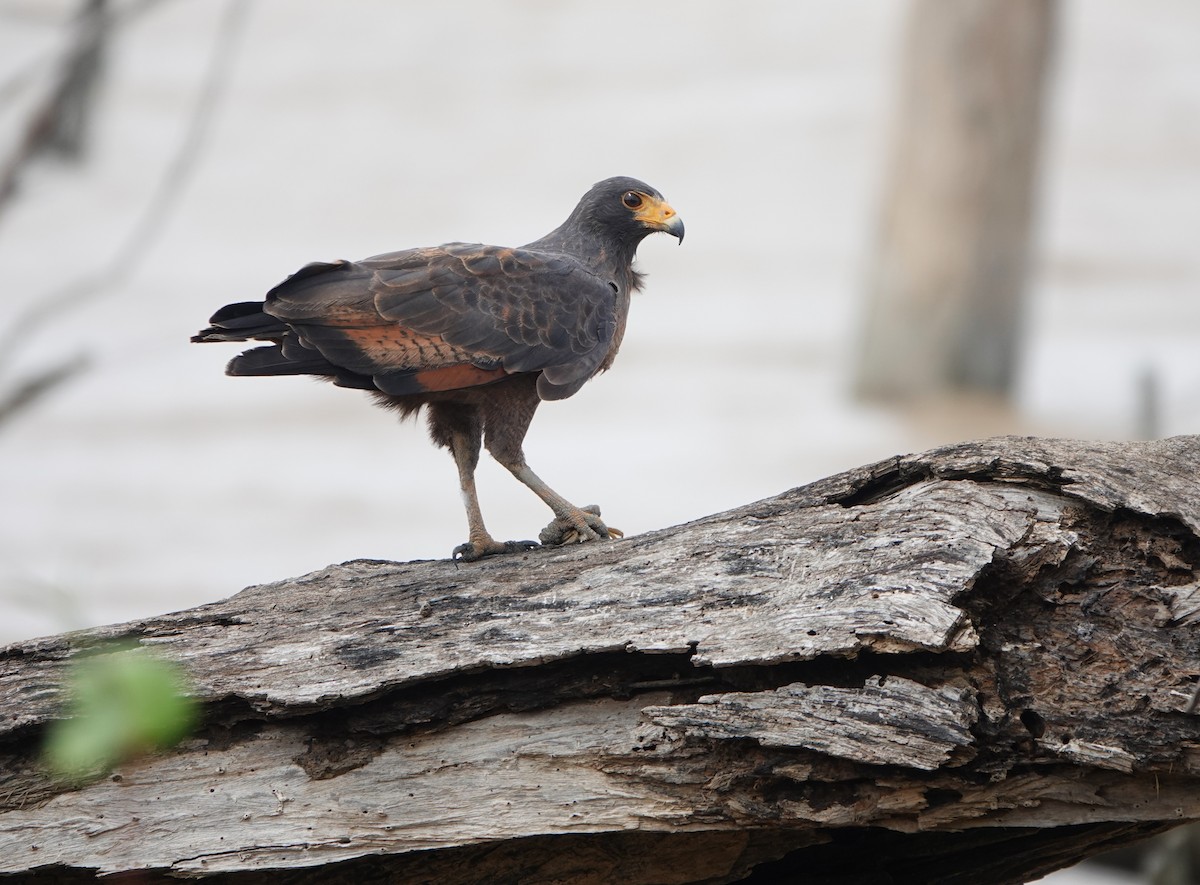 Rufous Crab Hawk - ML636622126