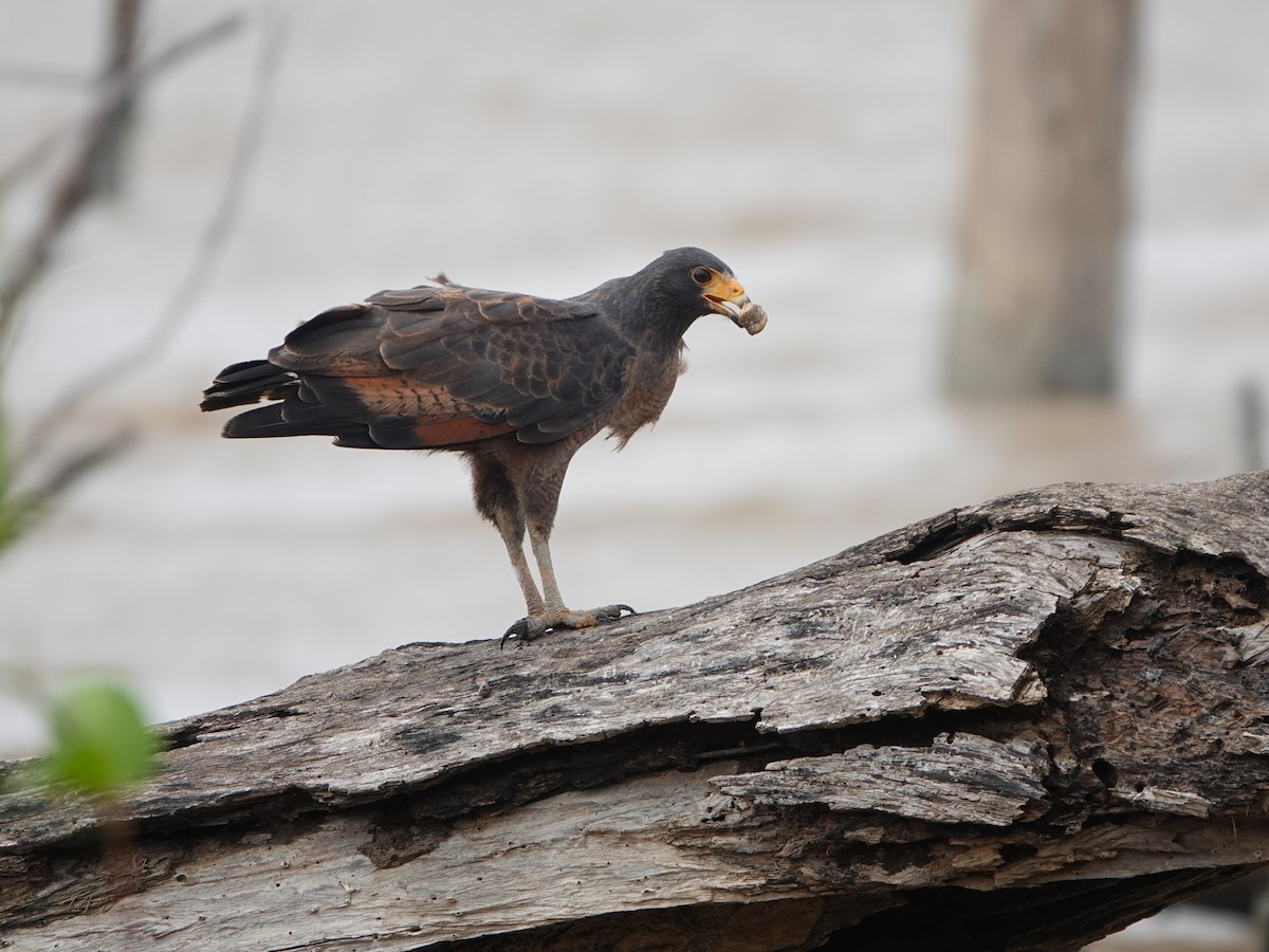 Rufous Crab Hawk - ML636622127