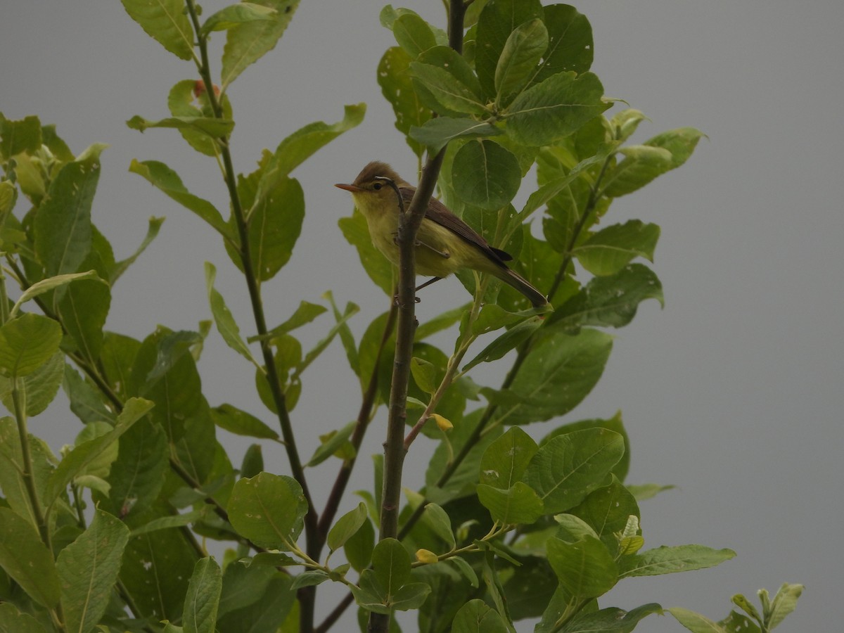 Melodious Warbler - ML636622131