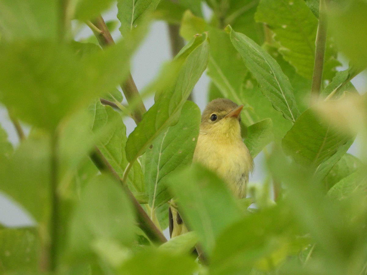 Melodious Warbler - ML636622132
