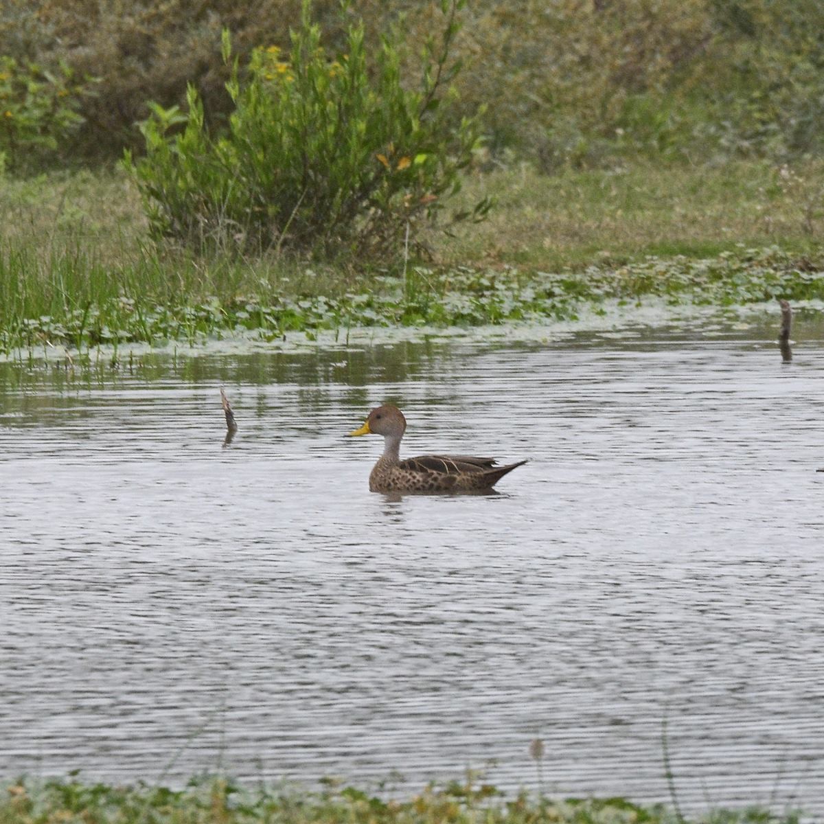 Yellow-billed Pintail - ML636622174