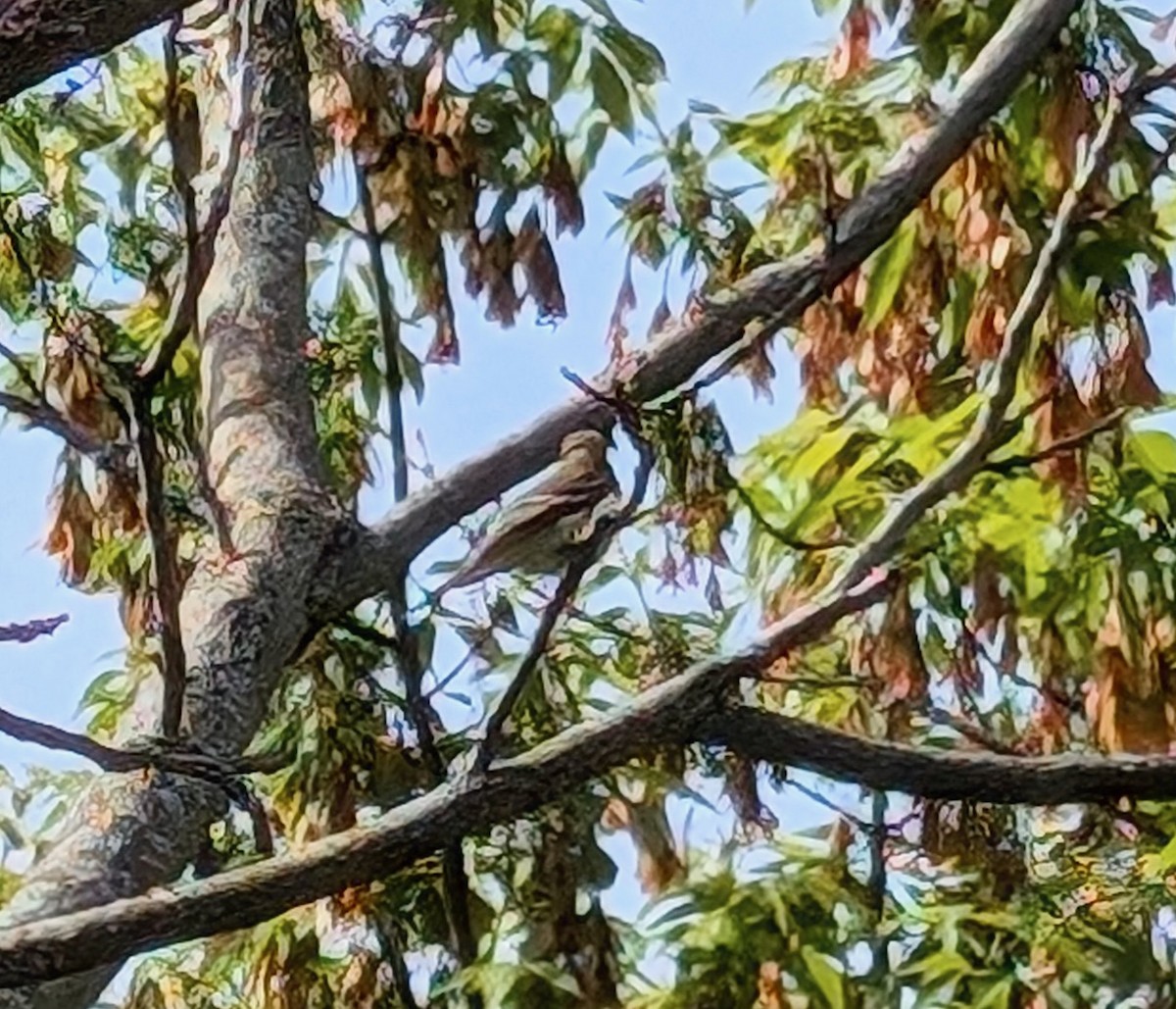 חטפית ירקרקה - ML636622190