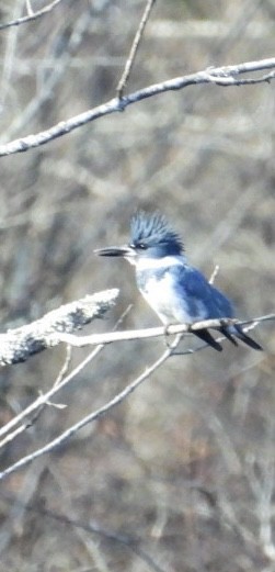 Belted Kingfisher - ML636622268