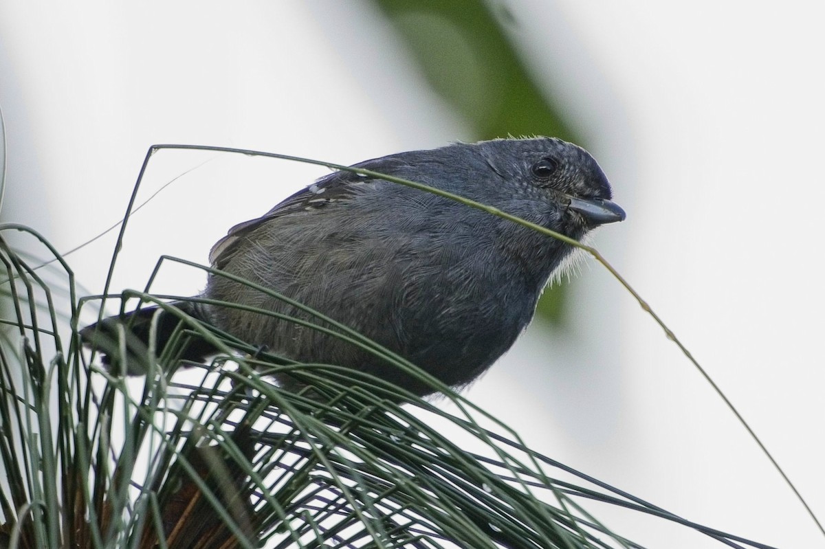 Variable Antshrike - ML636622281