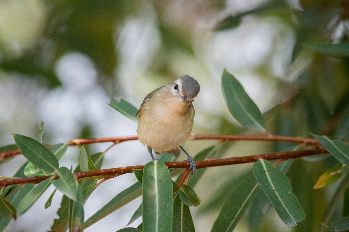 Warbling Vireo - ML636622347