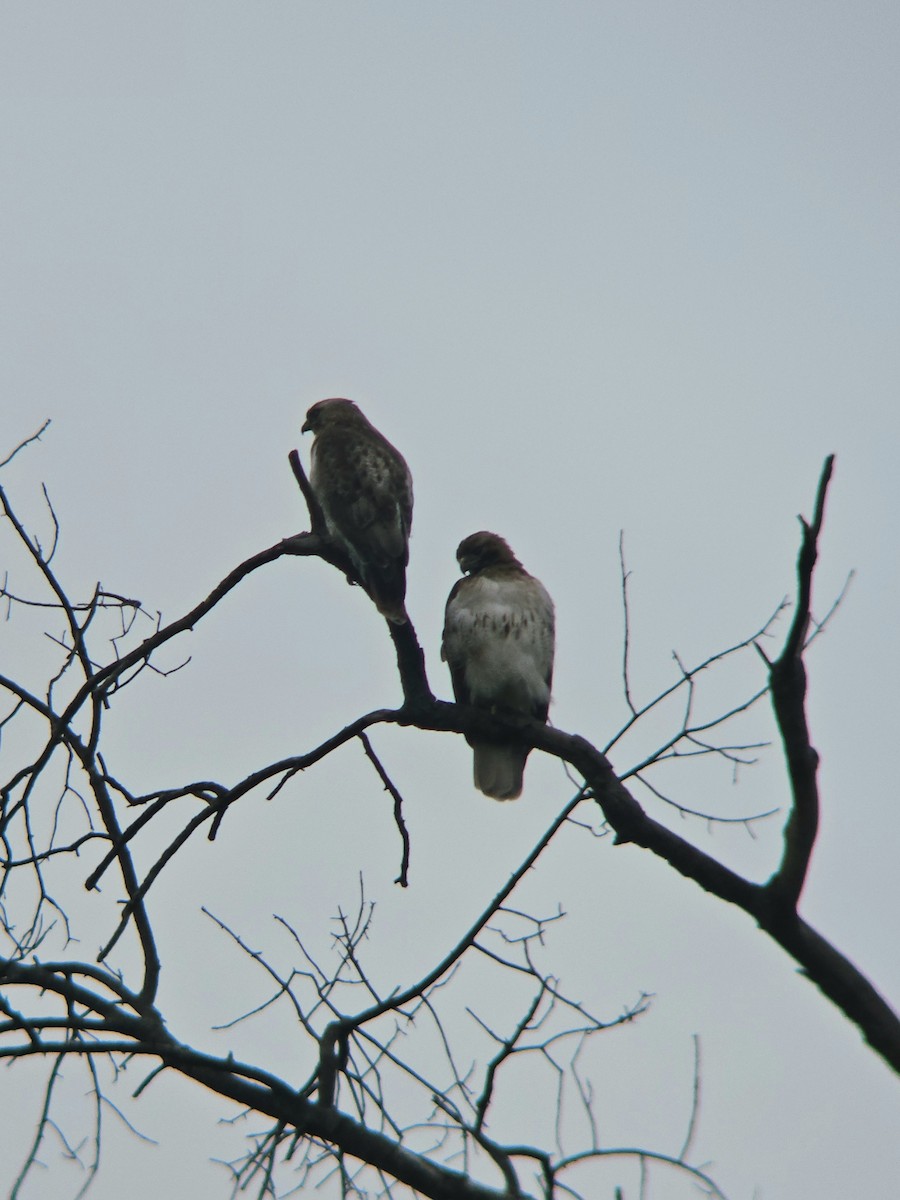 Red-tailed Hawk - ML636622362