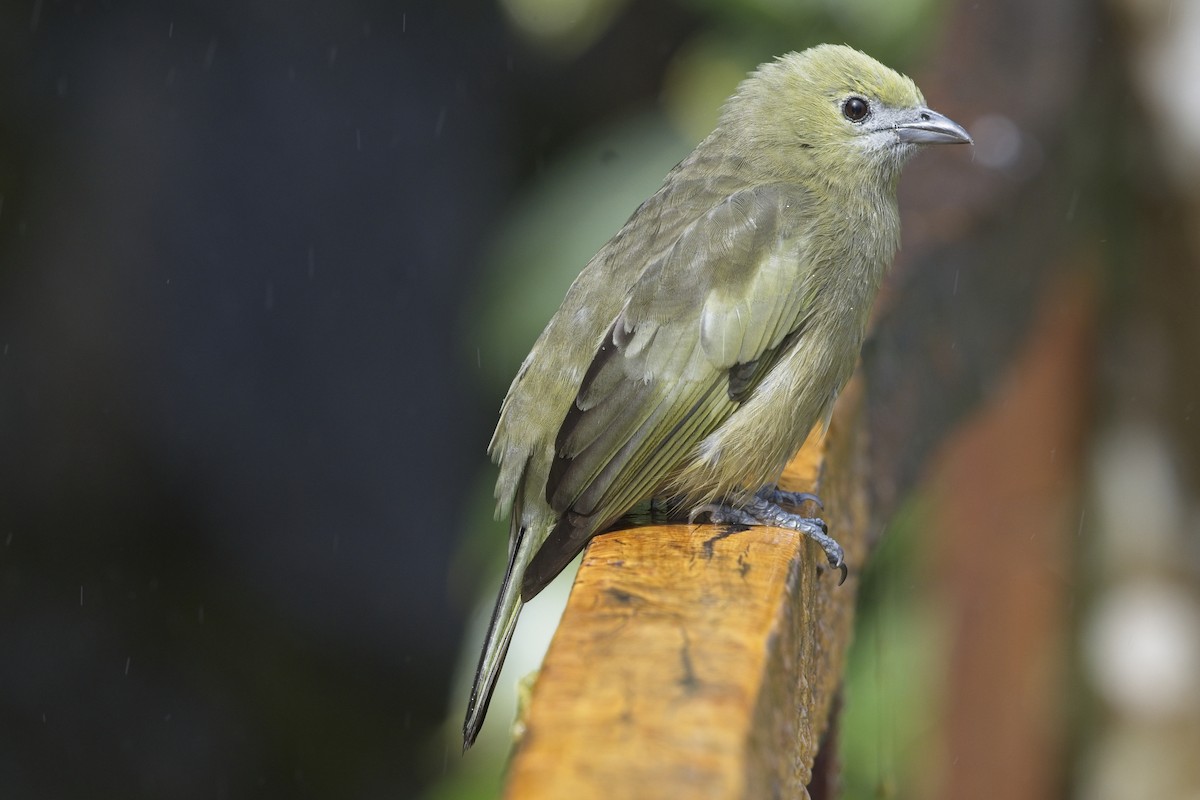 Palm Tanager - ML636622407