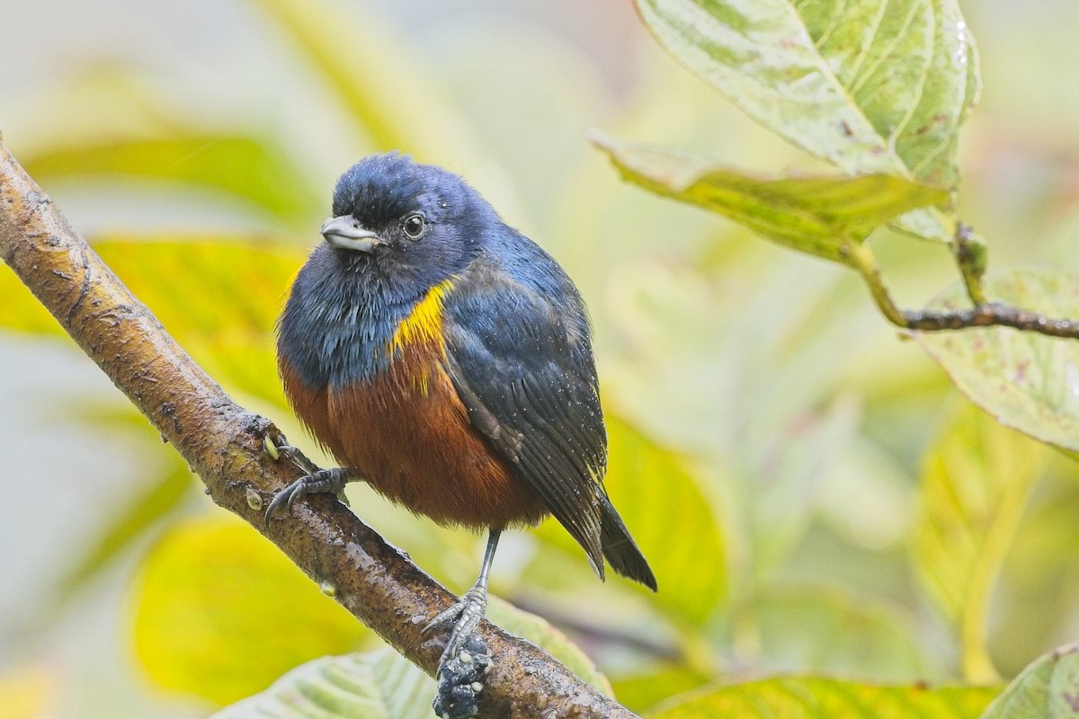 Chestnut-bellied Euphonia - ML636622435