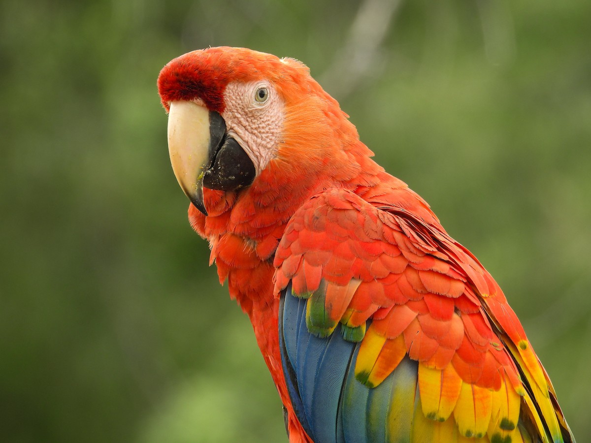 Scarlet Macaw - ML636622437