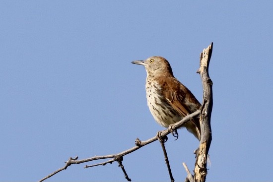 Brown Thrasher - ML636622438