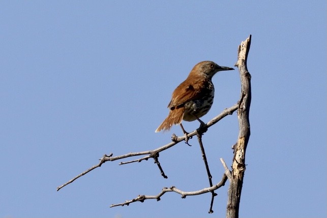 Brown Thrasher - ML636622440