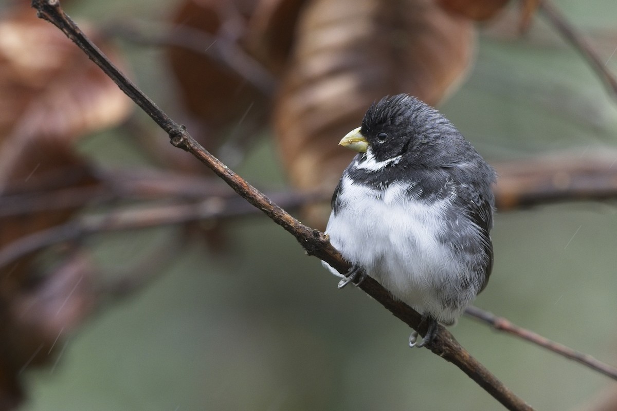 Double-collared Seedeater - ML636622471