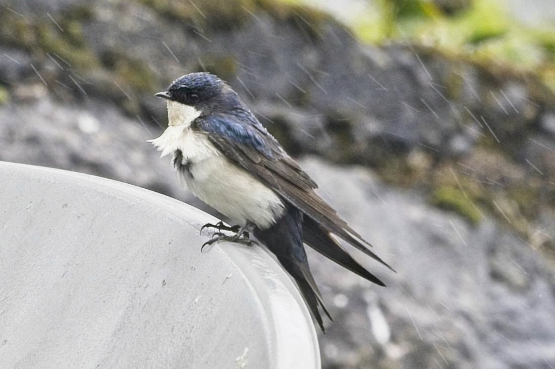 Blue-and-white Swallow - ML636622485