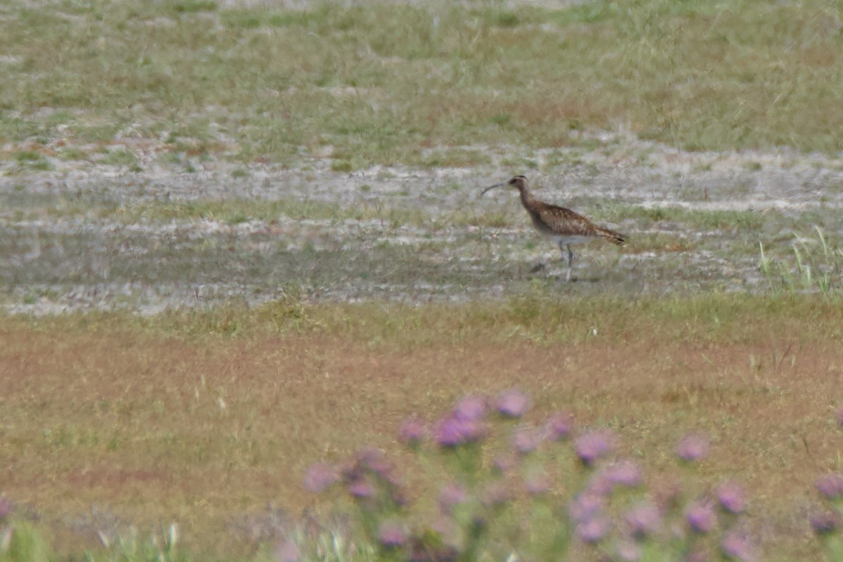 Whimbrel - ML636622491
