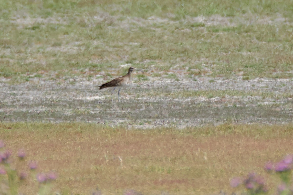 Whimbrel - ML636622492