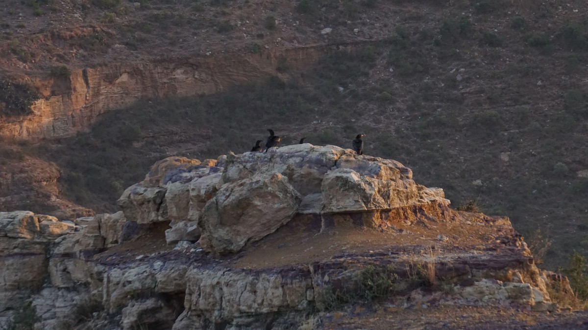 Somali Crow - ML636622514