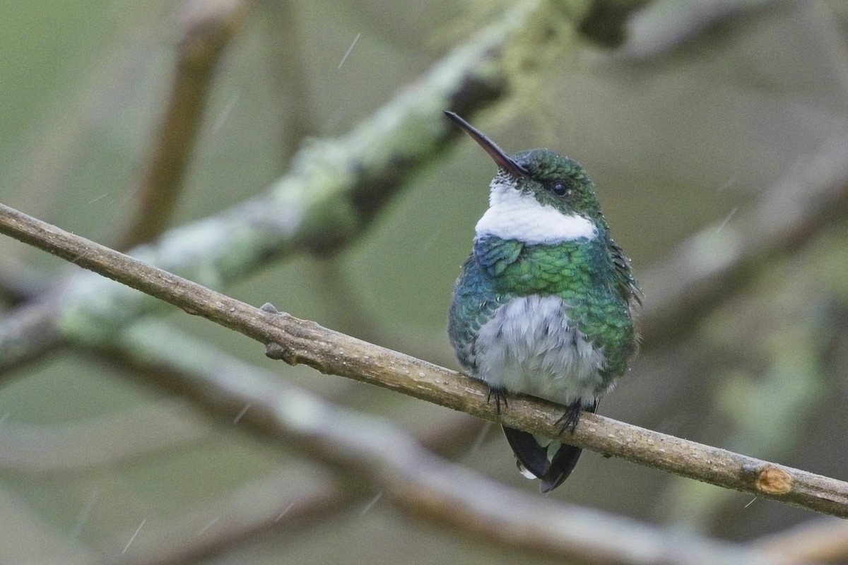 White-throated Hummingbird - ML636622524