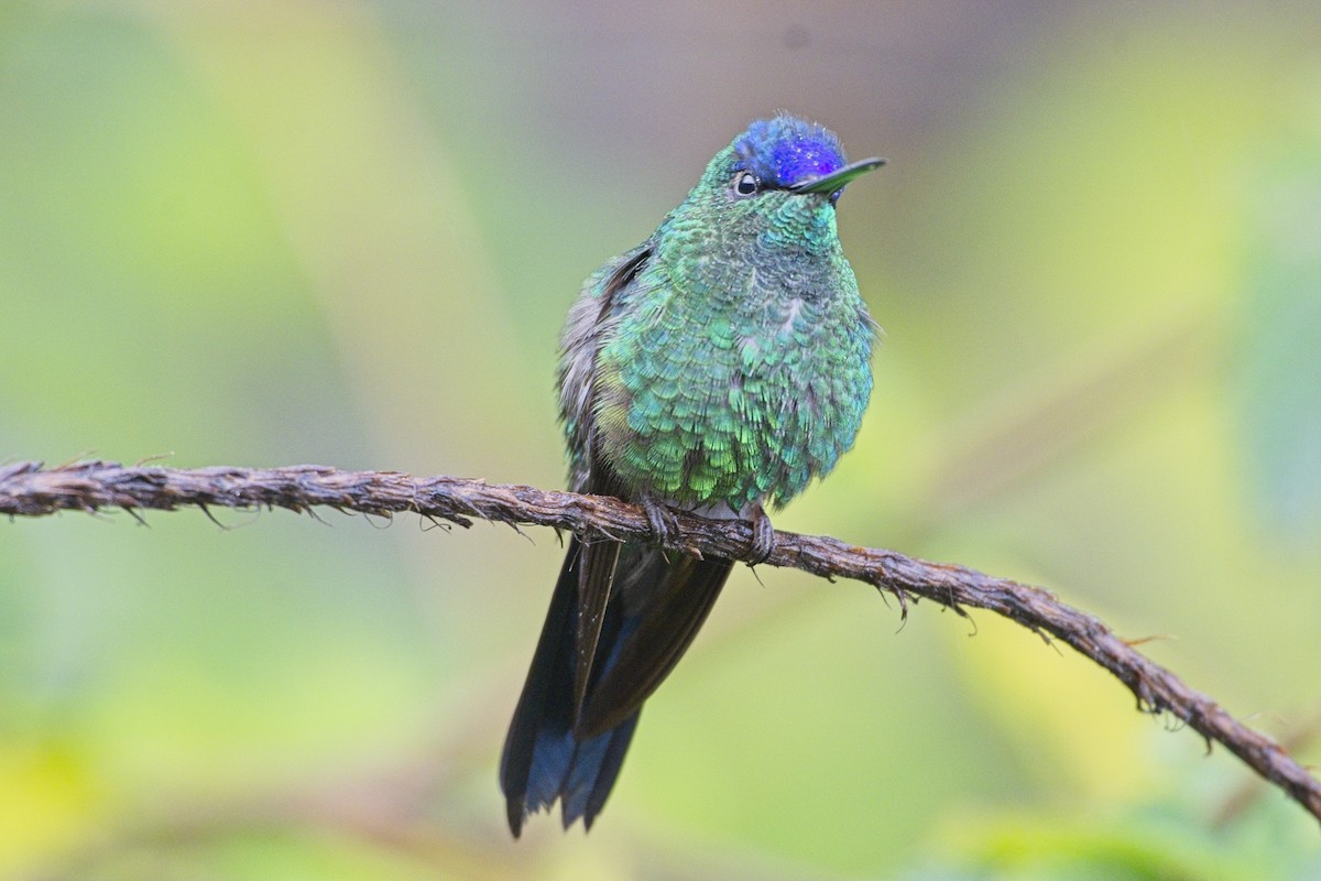 Violet-capped Woodnymph - ML636622555