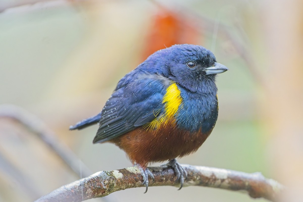 Chestnut-bellied Euphonia - ML636622597