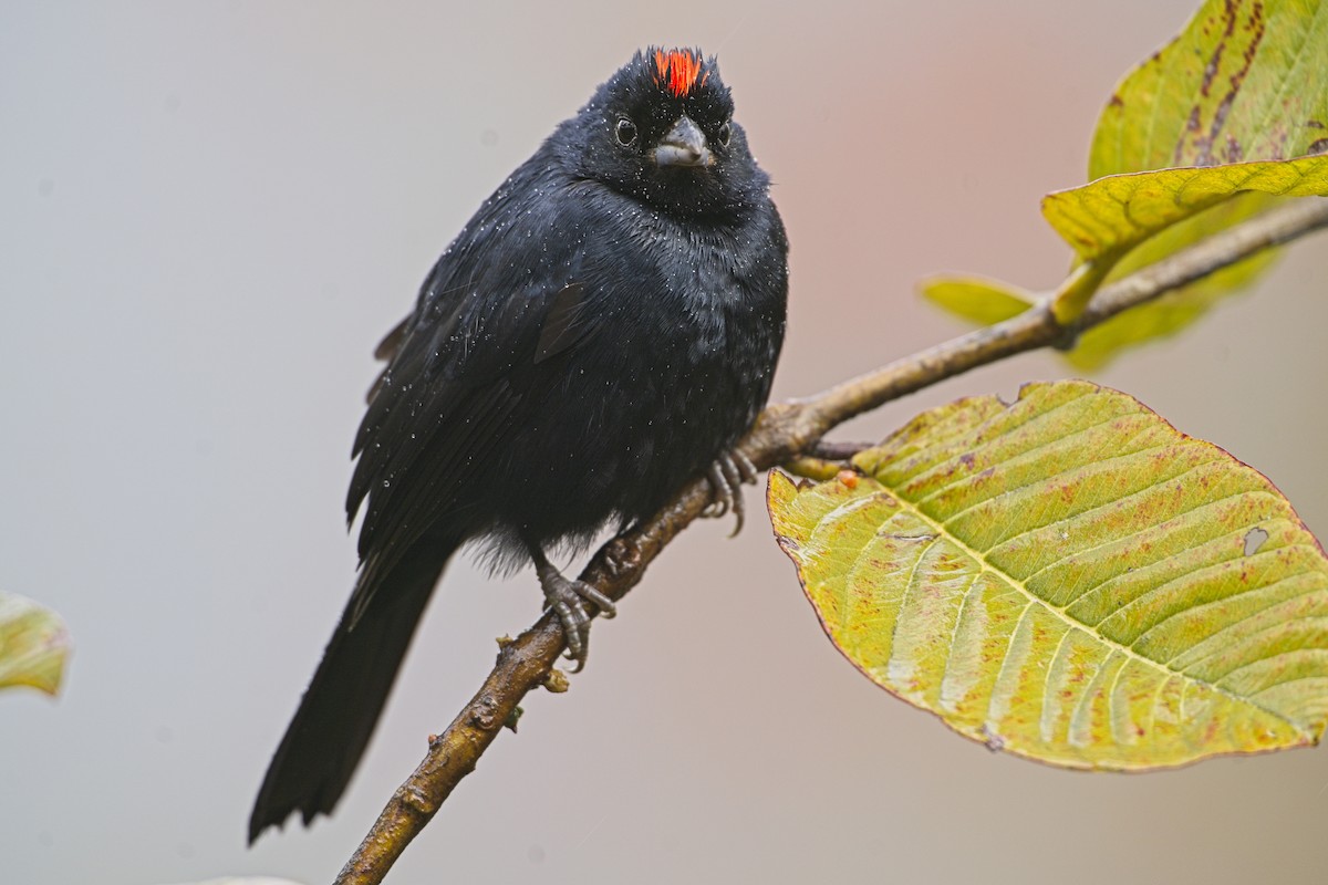 Ruby-crowned Tanager - ML636622620