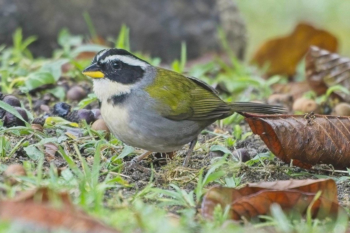 Half-collared Sparrow - ML636622647