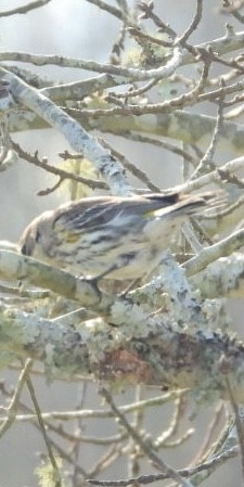 Yellow-rumped Warbler (Myrtle) - ML636622659