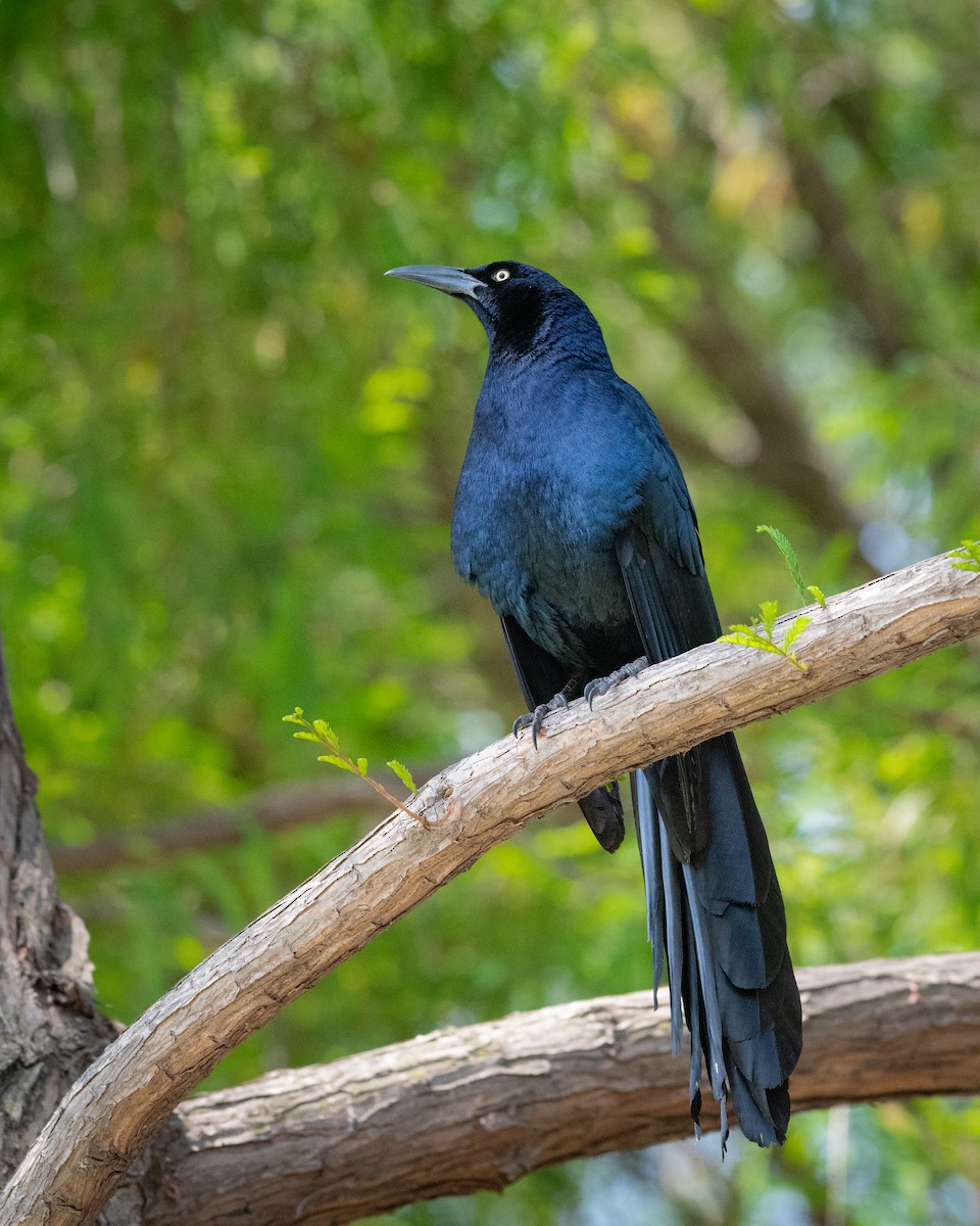 Great-tailed Grackle - ML636622668