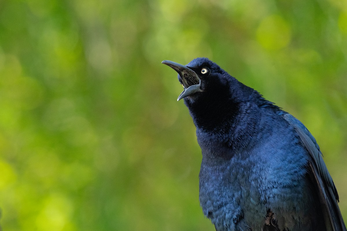 Great-tailed Grackle - ML636622669