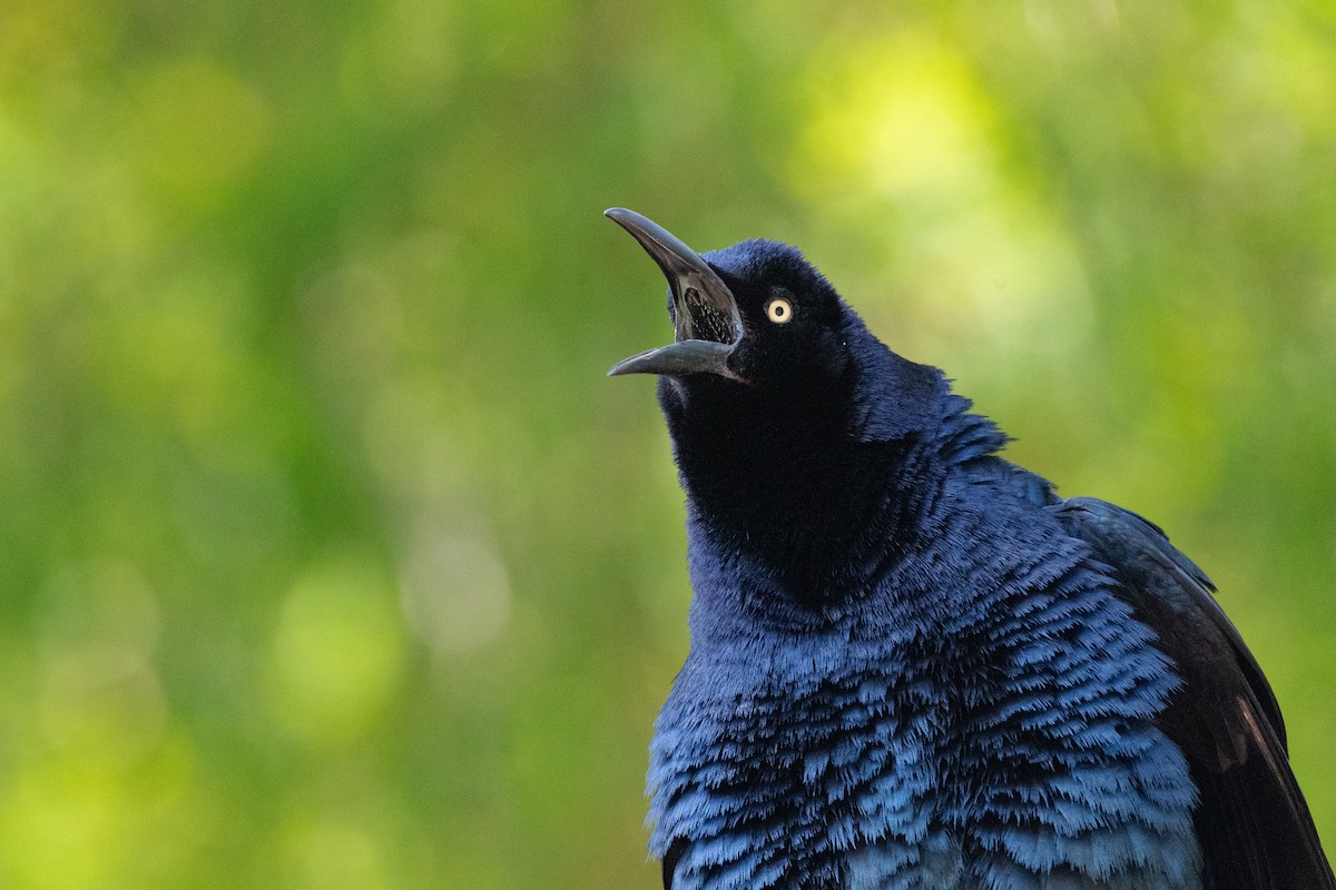 Great-tailed Grackle - ML636622670