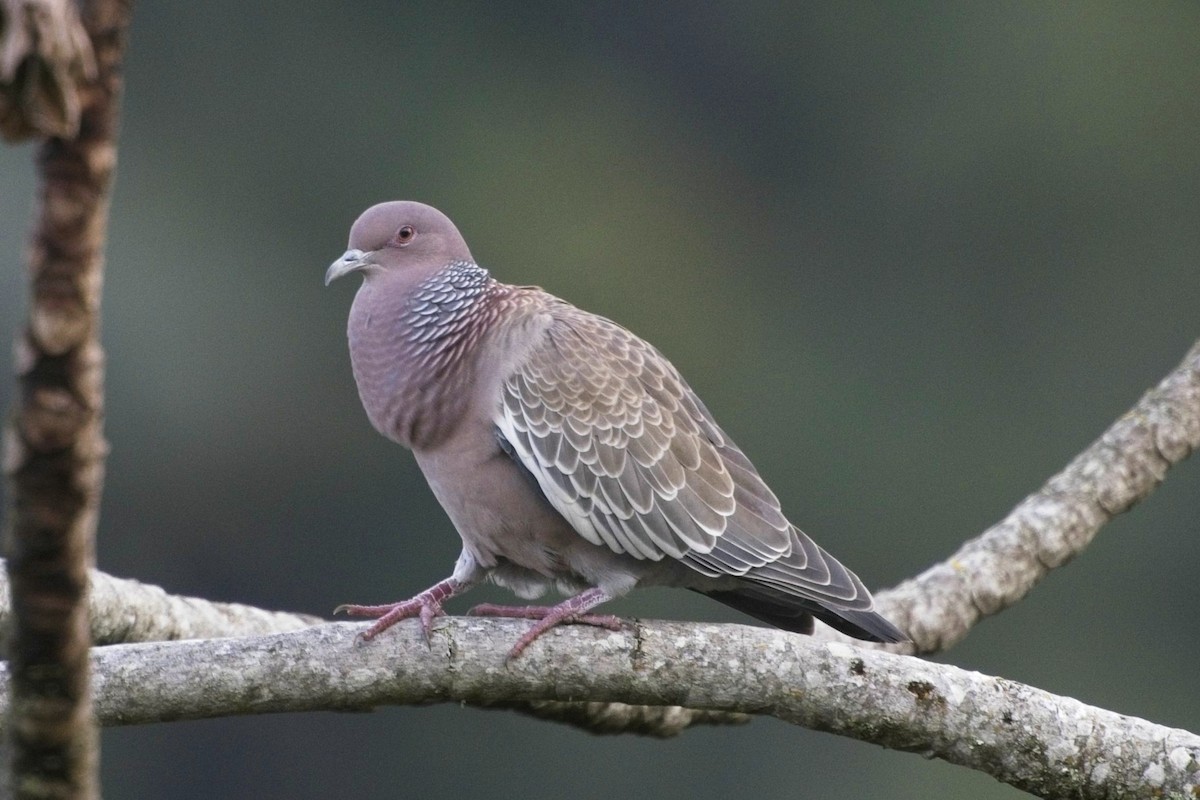 Picazuro Pigeon - ML636622680