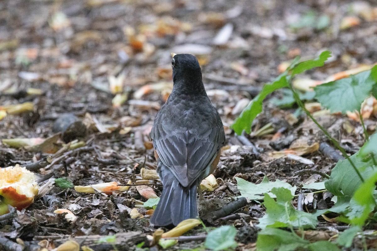 American Robin - ML636622682