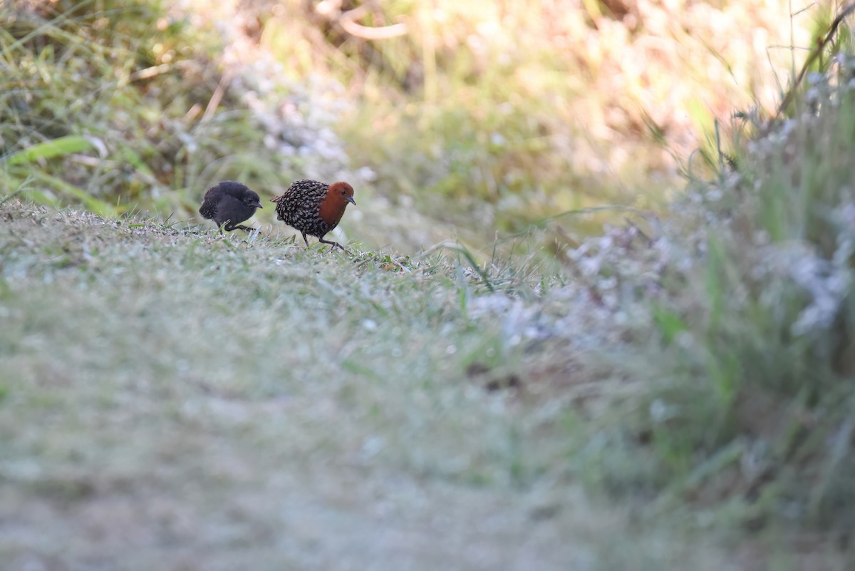 Buff-spotted Flufftail - ML636622683