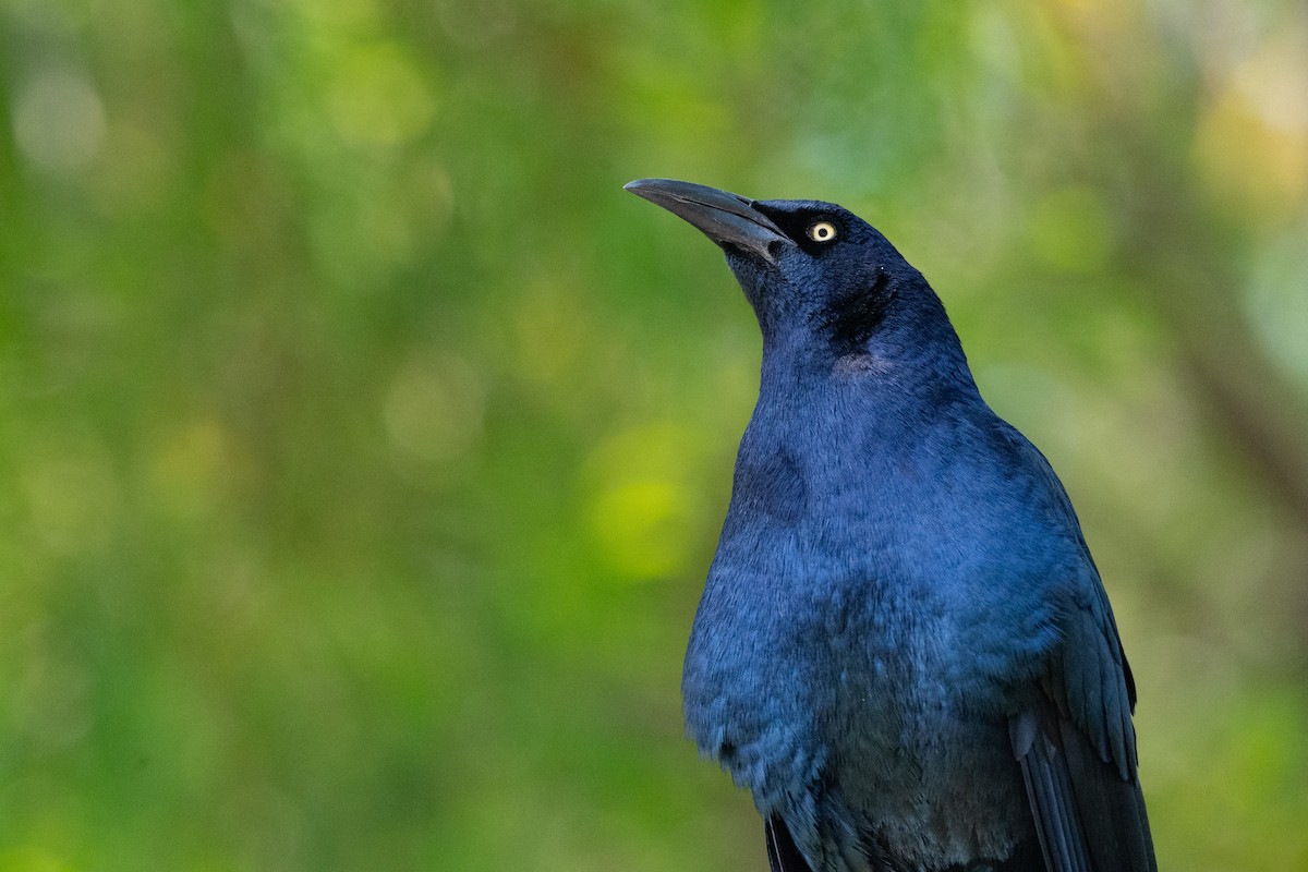 Great-tailed Grackle - ML636622716