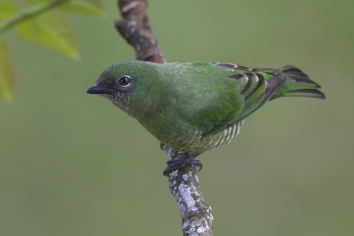 Swallow Tanager - ML636622737