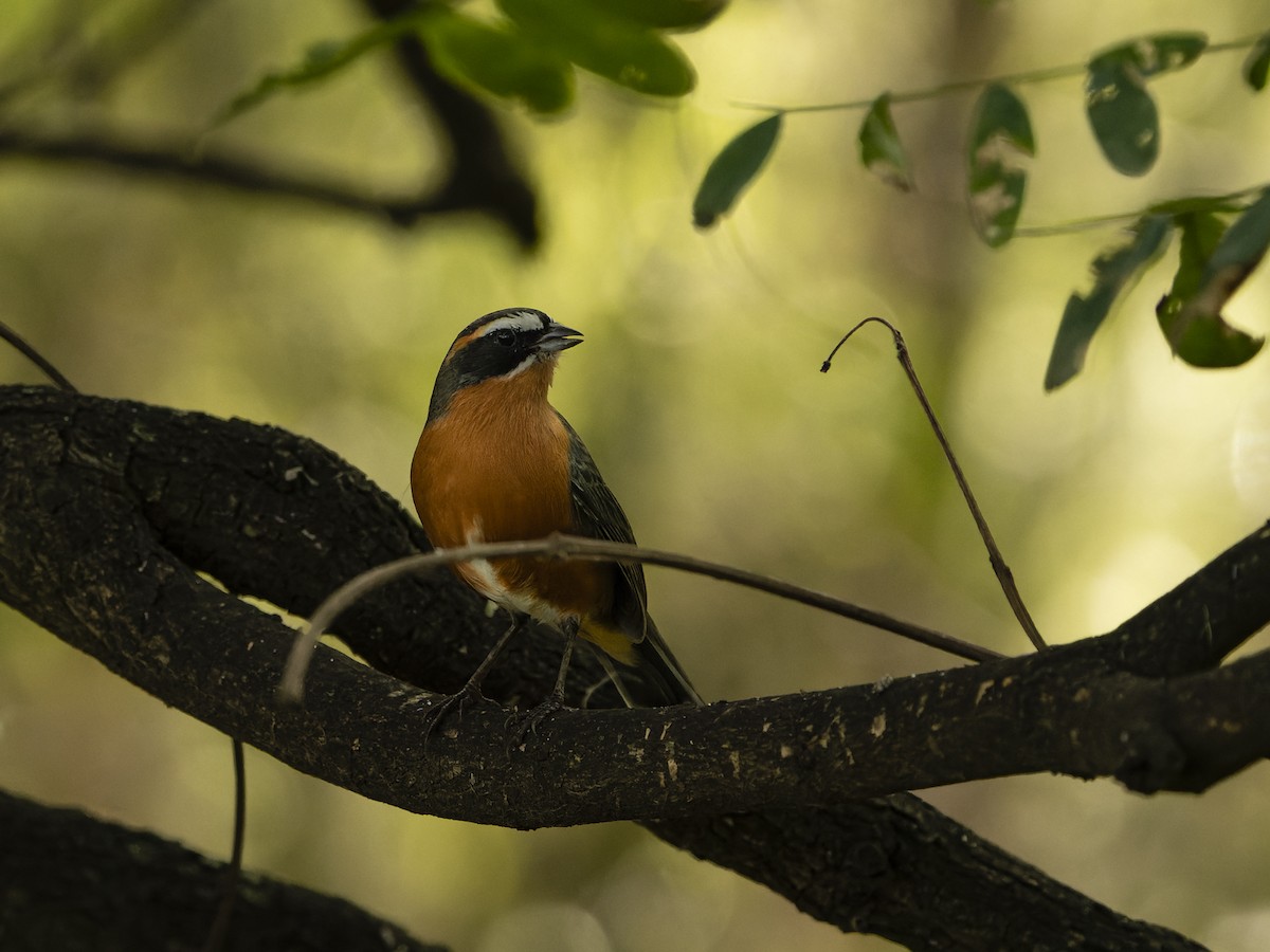 Chipiu noiroux - ML636622758