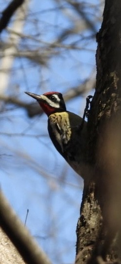 Yellow-bellied Sapsucker - ML636622843