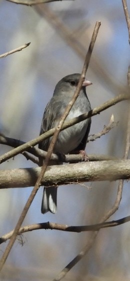 Dark-eyed Junco - ML636622863