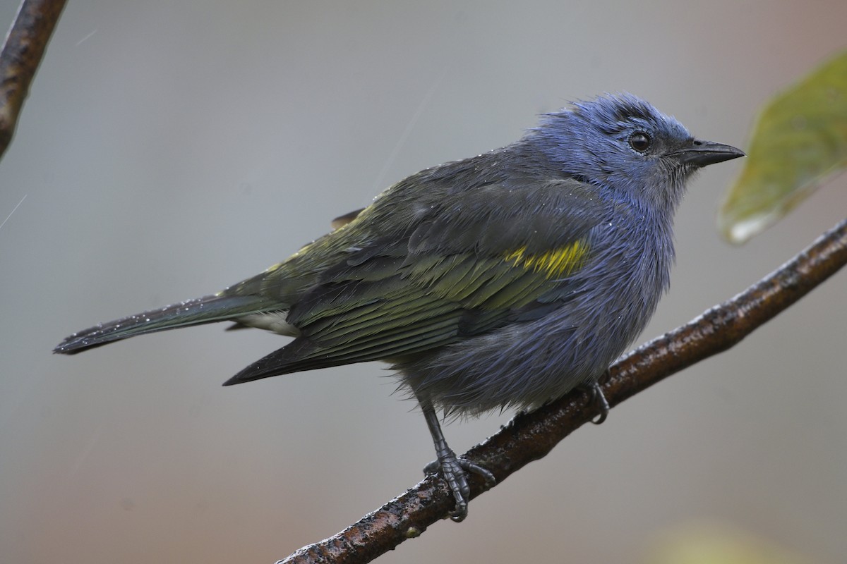 Golden-chevroned Tanager - ML636622905