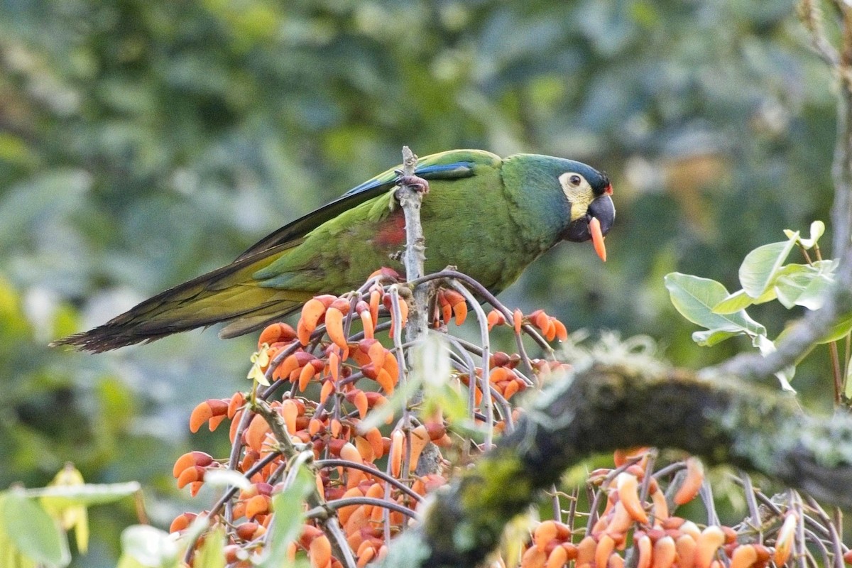 Blue-winged Macaw - ML636622998