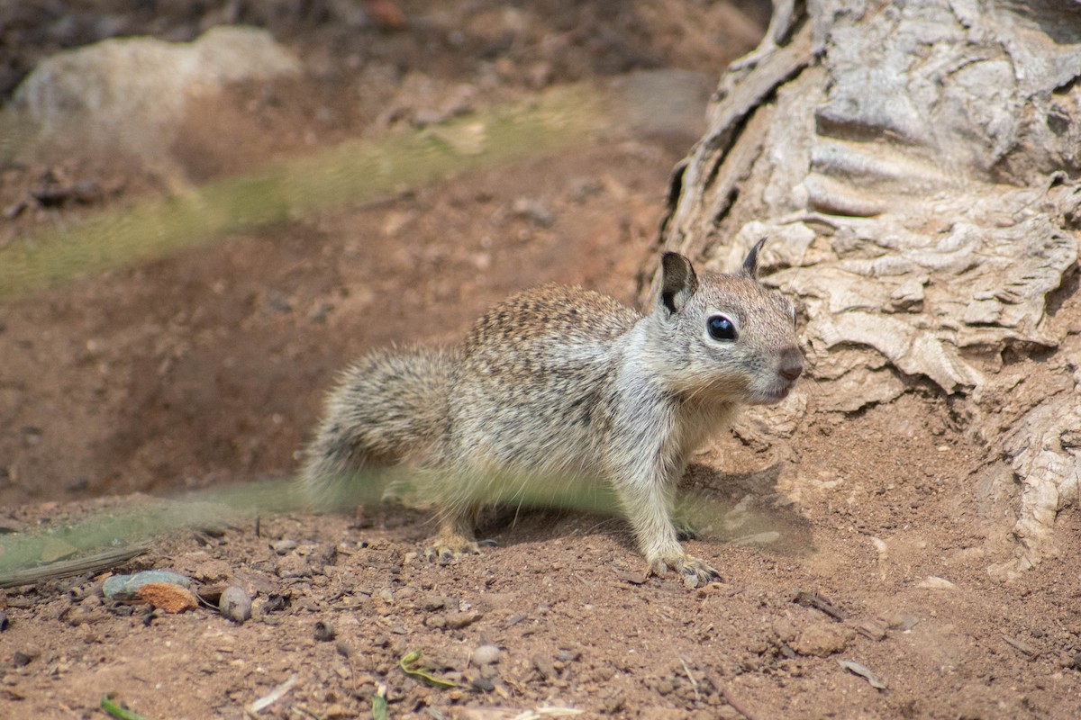 California Ground Squirrel - ML636623004