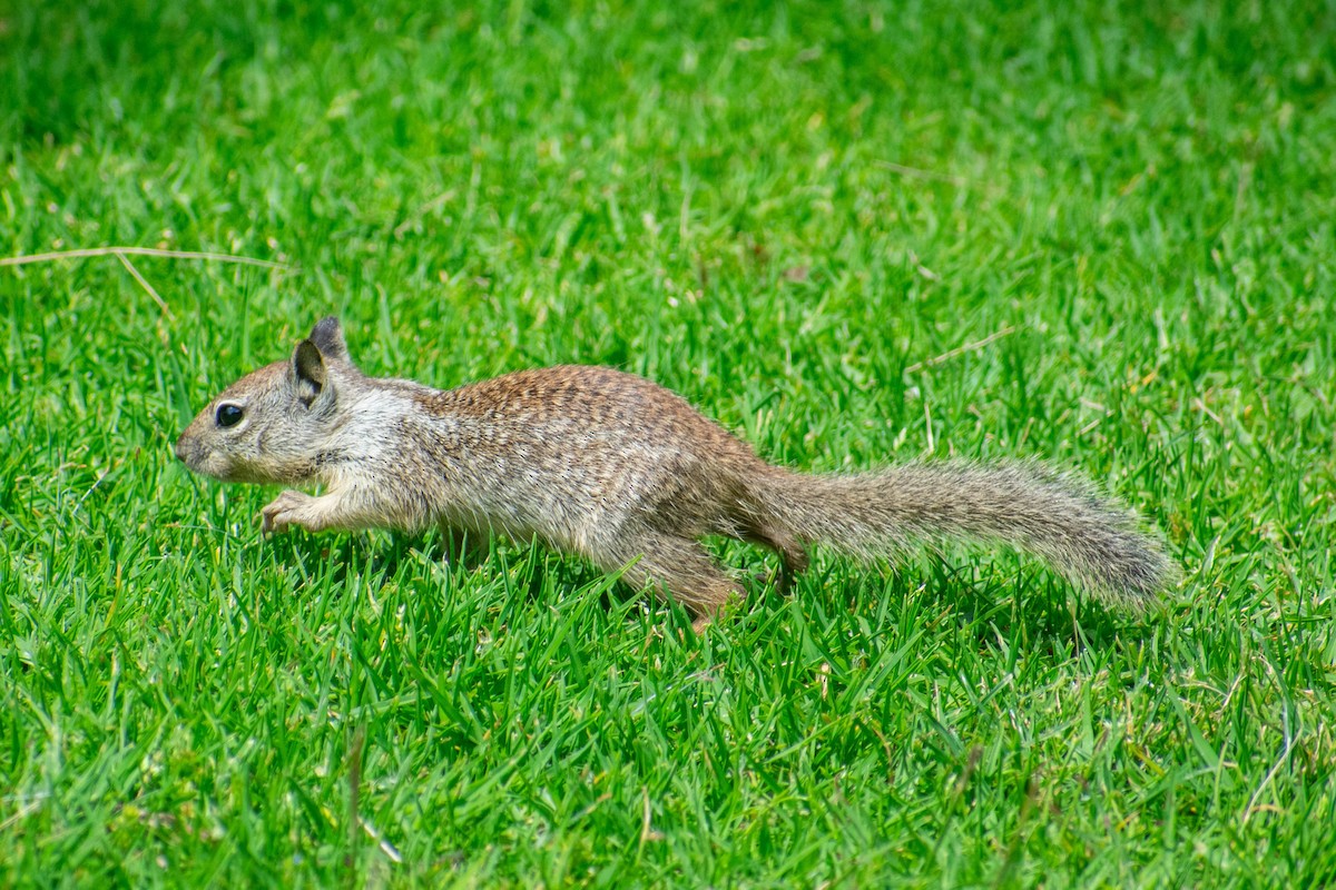 California Ground Squirrel - ML636623005