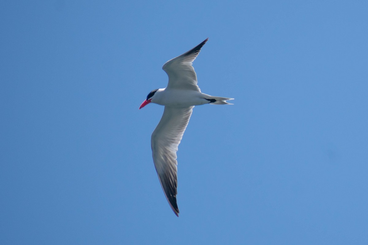 Caspian Tern - ML636623055