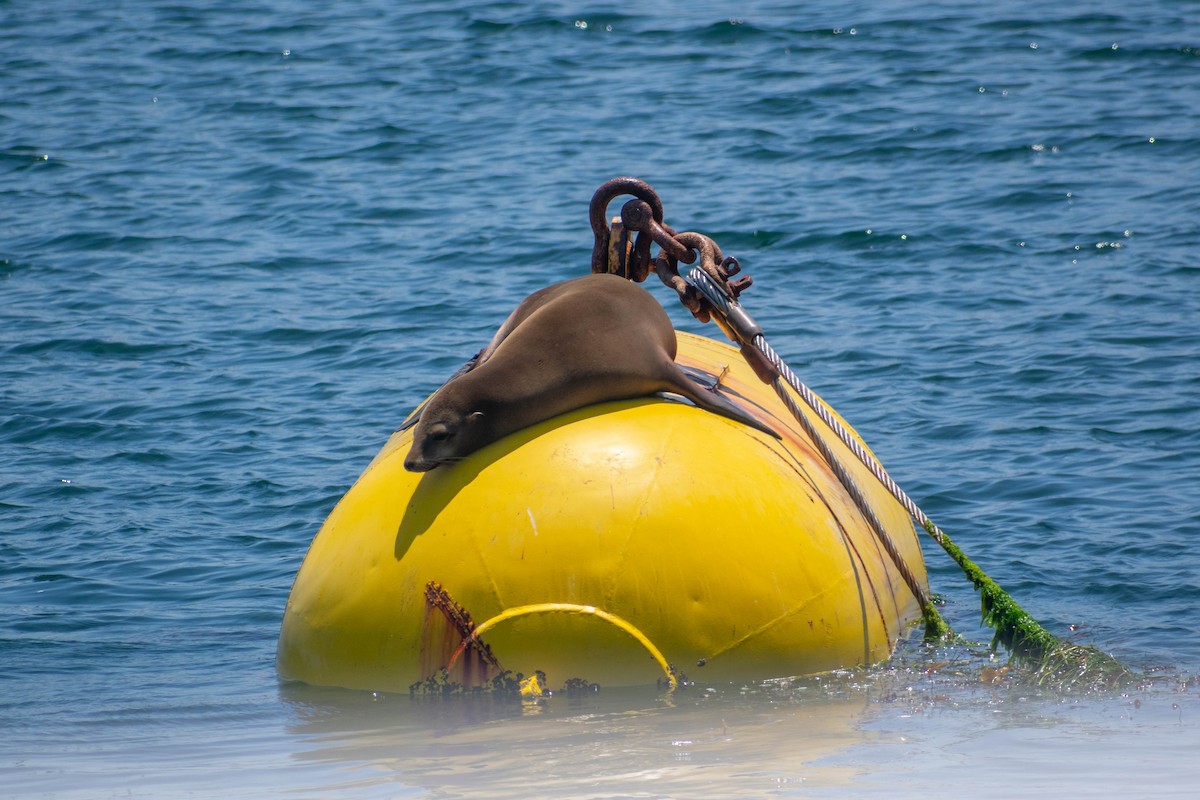 California Sea Lion - ML636623079