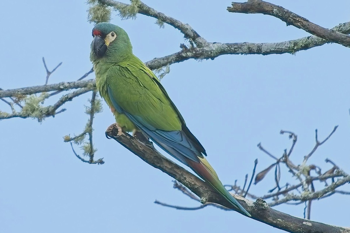 White-eyed Parakeet - ML636623100