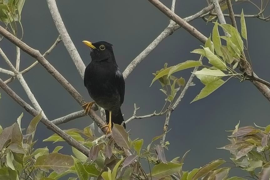 Yellow-legged Thrush - ML636623128