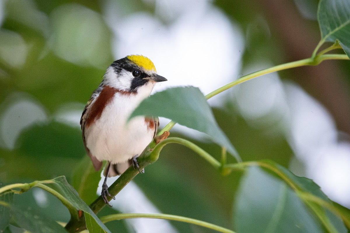 Chestnut-sided Warbler - ML636623158