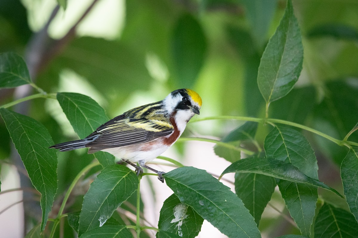 Chestnut-sided Warbler - ML636623159