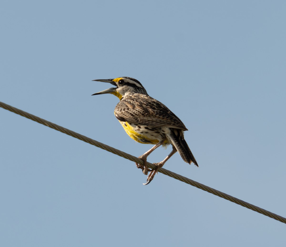 Eastern Meadowlark - ML636623232