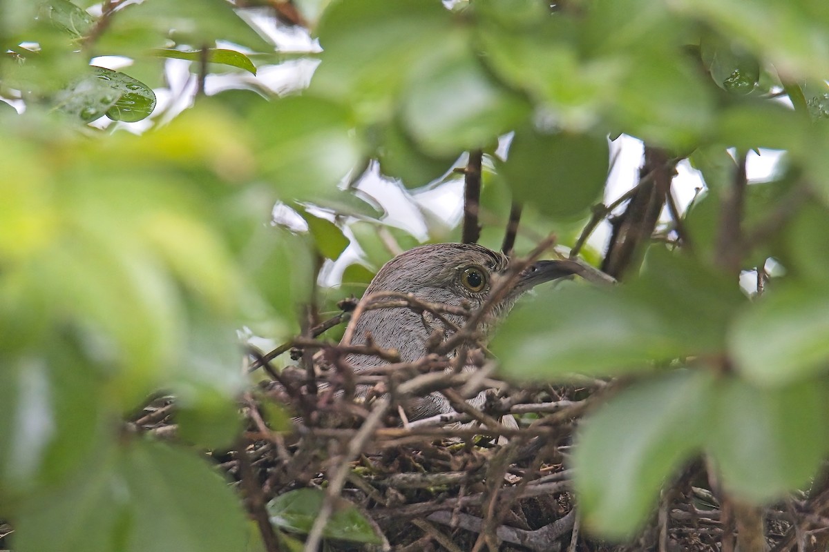 Northern Mockingbird - ML636623249
