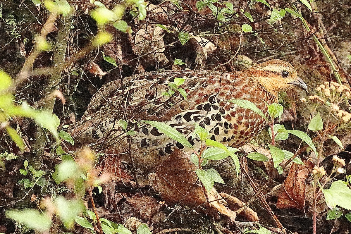 Mountain Bamboo-Partridge - ML636623308